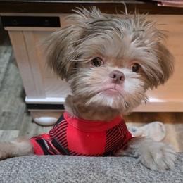 Teddy - Shih Tzu