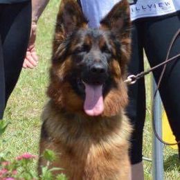 Raven - German Shepherd