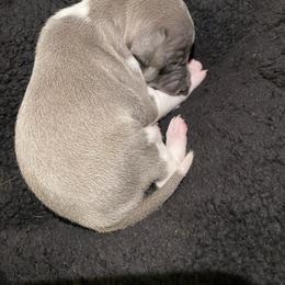 Boy 1 - White and seal male Italian Greyhound puppy in Winfield, Kansas from F&M Italian Greyhounds