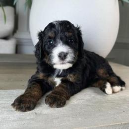 Rusty - Tri-color male Bernedoodle puppy in Alpharetta, Georgia from Doodles of Buckhead