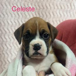 Celeste - Fawn female Boxer puppy in Elyria, Ohio from Just-A-Wyn Boxers