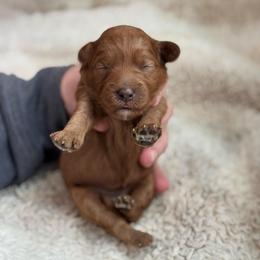 Poppy - Red  female Goldendoodle puppy in Wharton, Texas from Little Fur Friends