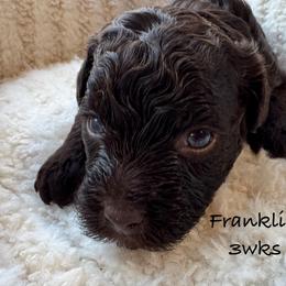 Franklin - Chocolate male Yorkipoo puppy in Waldorf, Maryland from Luv My Yorkies, LLC