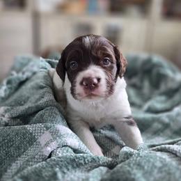 Beth - Liver and white female Brittany puppy in Alma, Georgia from Edenbright Brittanys