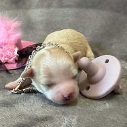 Luna - Cream female Chihuahua puppy in Seneca, Missouri from Stephanie’s Puppy Colony