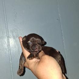 Girl 2 - Liver female Shih Tzu puppy in Birmingham, Alabama from K&D kennels