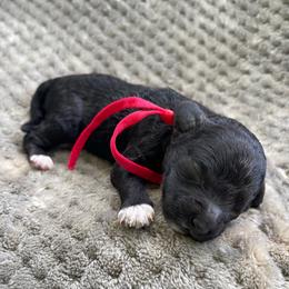 Boy 1 - Black and white male Cockapoo puppy in Bedford, Iowa from Our Father’s Doodles