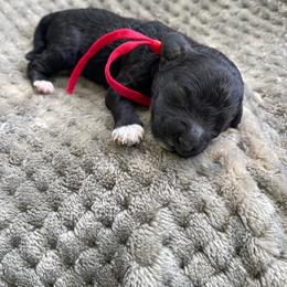 Boy 1 - Black and white male Cockapoo puppy in Bedford, Iowa from Our Father’s Doodles