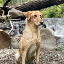 Annie - Labrador Retriever