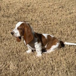 Basset Hound and Dachshund Puppies from V's Southern Angels