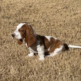 Basset Hound and Dachshund Puppies from V's Southern Angels