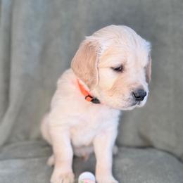 Girl 2 - Peach-Orange - Light golden female Golden Retriever puppy in Mc Minnville, Tennessee from Wishaw Whisky Golden Retrievers