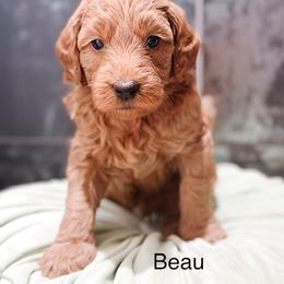 Beau - Apricot male Goldendoodle puppy in Pasco, Washington from Camp Doodle Woods