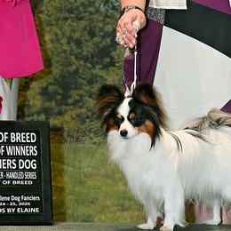 Thorin - Papillon