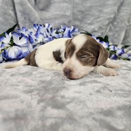 Penny - Piebald female Dachshund puppy in Florence, Arizona from Doxie Town Az
