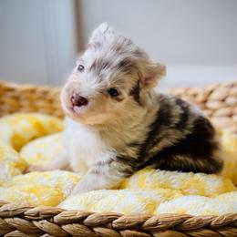 Bali (Pet Only Contract) - Merle male Pomsky puppy in Greenville, South Carolina from Thicketty Mountain Pomskies