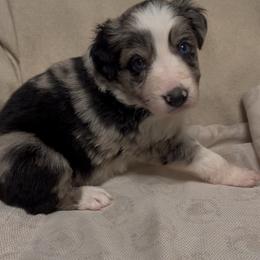 Bodhi - Blue merle male Border Collie puppy in Fairview, Tennessee from Hoffman Forest Acres LLC