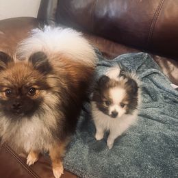 Huey - Pomeranian