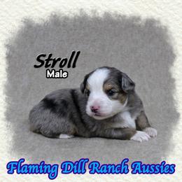 Stroll - Blue merle male Toy Australian Shepherd puppy in Forestburg, Texas from Flaming Dill Ranch Aussies