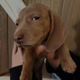 Axel - Gray (blue) male Dachshund puppy in Marshall, Texas from Wilson's Kennels