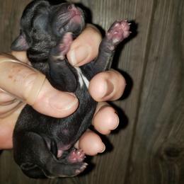 Charlie - Black and white male Chihuahua puppy in Nc, Florida from Brusseluv2