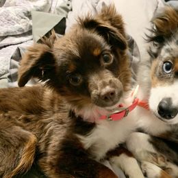 Toy Australian Shepherds from Teeny Tiny Treasures - Aussies of the Toy Variety