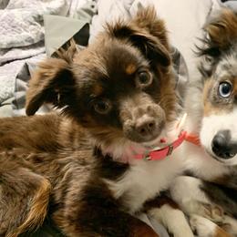 Toy Australian Shepherds from Teeny Tiny Treasures - Aussies of the Toy Variety