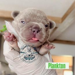 Plankton - Tricolors male French Bulldog puppy in Strunk, Kentucky from Waters Edge French Bulldogs LLC