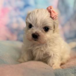 Emily - White female Maltese puppy in Newport Beach, California from Exotic City Pomeranians and chihuahuas