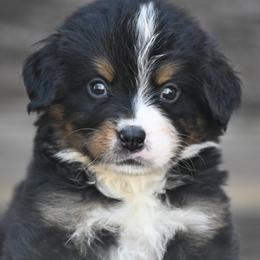 Boy 2 - Black tan and white male Bernese Mountain Dog puppy in Loveland, Colorado from Grateful Bernese & Gage's Goldens