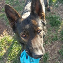 German Shepherds from Koch Hoher Zwinger
