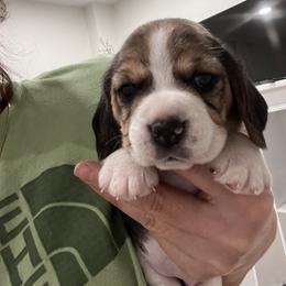 Girl 1 Green - Beagle puppy from Banashko's Beagles