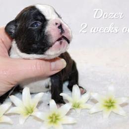 Boy 2 - Black and white male Boston Terrier puppy in North Central, Vermont from Windy Valley’s Bostons