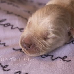 Yellow - Golden Retriever puppy in Grand Blanc, Michigan from Vista Goldens