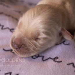 Yellow - Golden Retriever puppy in Grand Blanc, Michigan from Vista Goldens