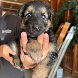 Canyon - Black and tan male German Shepherd puppy in Barnhart, Missouri from Combat Creek German Shepherds