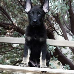 Titan - Bi-color male German Shepherd puppy in Coarsegold, California from Yosemite Shepherds