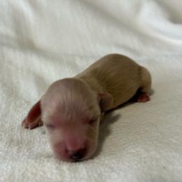 Larry - Cream male Dachshund puppy in Sebring, Florida from Mini Weenies