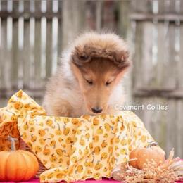 Baby Boo - Sable male Collie puppy in Manhattan, Kansas from Covenant Collies