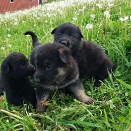 Zues - Black and tan male German Shepherd puppy in Darlington, Wisconsin from Outlier Kennel