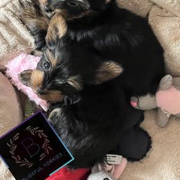 Yorkshire Terrier Puppies from Blissful_Yorkies
