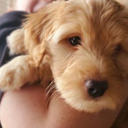 Aussiedoodle and Bernedoodle Puppies from Color Country Doodles