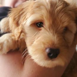Aussiedoodle and Bernedoodle Puppies from Color Country Doodles