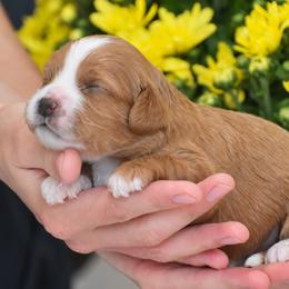 Rylynn - Red female Cavapoo puppy in Narvon, Pennsylvania from Stoltzfus Family Puppies (license number 18844)
