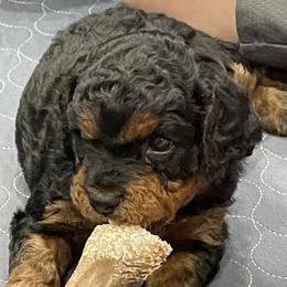 Pink - Black and tan female Cavapoo puppy in Lehi, Utah from Clover Patch Cavapoos