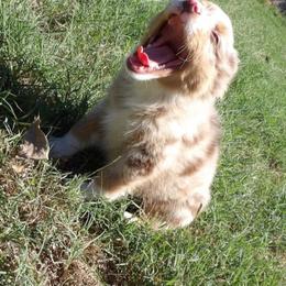 George - Red merle male Miniature Australian Shepherd puppy in Elkhart, Texas from Donaldson Dogz