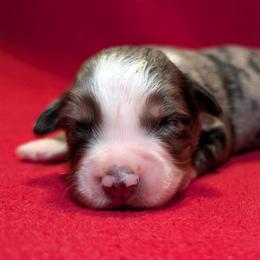 Merle Haggard - Blue merle male Toy Australian Shepherd puppy in Shepherd, Texas from GAMALA Farm & Kennels