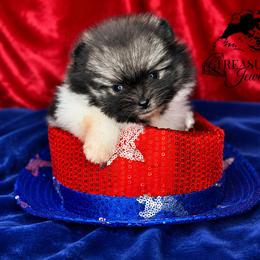Wizard - Wolf sable male Pomeranian puppy in Willis, Texas from Treasured Jewels Pomeranians