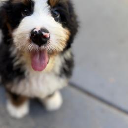 Flipa - Tri-color male Bernedoodle puppy in Ocala, Florida from Bernedoodles of Florida