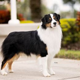 Australian Shepherds from Prairie Paws Australian Shepherd